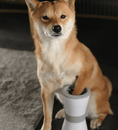 Load image into Gallery viewer, Pet Electric Foot Washing Cup - Dog and Cats
