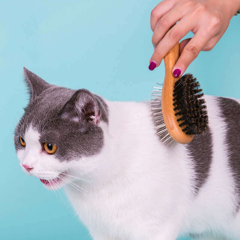 Dog Cleaning Brush - Dog