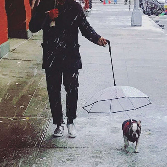 Transparent Dog Umbrella - Dog