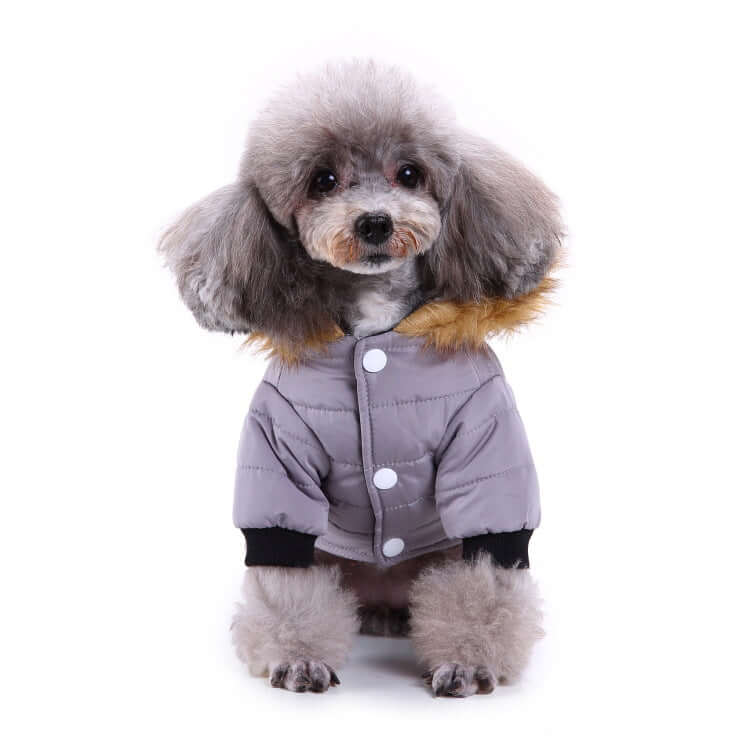 Winter Clothing For Dogs - Dog