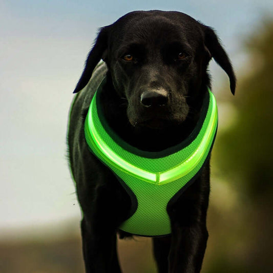 LED Luminous Dog Chest Strap - Dogs
